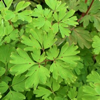 Corydalis  'Spinners'
